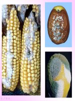 Bài giảng dinh dưỡng và chuyển hóa vật chát ở vi sinh vật