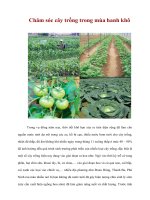 Tài liệu Chăm sóc cây trồng trong mùa hanh khô ppt