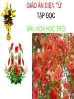 Gián án Hoa học trò. TĐ4. Dùng được