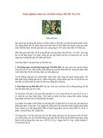 Tài liệu Kinh nghiệm chăm sóc vải thiều trồng ở đất đồi Tân Yên pptx