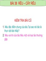 Gián án BÀI 38:RÊU -CÂY RÊU RẤT HAY