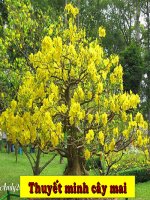 Gián án thuyết minh cây mai