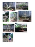 Bài giảng Cây cảnh hay ( quý Sâm)