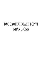 Tài liệu BÁO CÁO THU HỌACH LỚP VI NHÂN GIỐNG doc