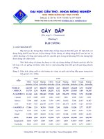 Tài liệu Đại cương cây bắp doc