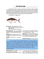 Tài liệu Các loài cá ngừ pptx