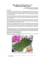 NHÂN GIỐNG VÔ TÍNH CÂY SAINTPAULIA BẰNG PHƯƠNG PHÁP IN-VITRO