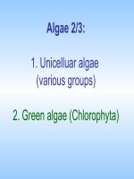 Tài liệu Lục tảo pptx