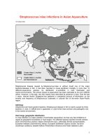 Tài liệu Streptococcus iniae infections in Asian Aquaculture ppt