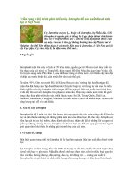 Tài liệu Triển vọng và lộ trình phát triển cây Jatropha để sản xuất diesel sinh học ppt