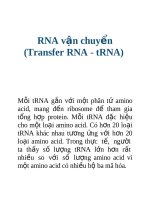 Tài liệu RNA vận chuyển (Transfer RNA - tRNA) ppt
