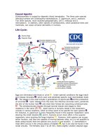 Tài liệu Causal Agents docx