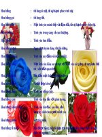 Bài giảng y ngia cua cac loai hoa