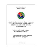 Nghiên cứu ảnh hưởng của tổ hợp xytokinin và auxin lên quá trình nhân nhanh và ra rễ giống hoa đồng tiền gerbera jamesonii bolus luận văn tốt nghiệp đại học 