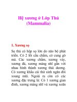 Tài liệu Hệ xương ở Lớp Thú (Mammalia) docx