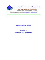 Tài liệu Cây đậu xanh ppt