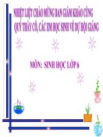 Bài giảng Tiết 26. Cây có hô hấp không?