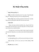 Tài liệu Kỹ thuật trồng mướp docx