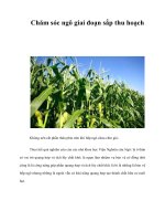 Tài liệu Chăm sóc ngô giai đoạn sắp thu hoạch pdf