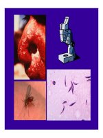 Tài liệu Đại cương đơn bào amíp và trùng lông pptx