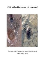 Tài liệu Chớ nhầm lẫn con so với con sam! docx