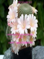 Tài liệu BAI 4-VAT LY9