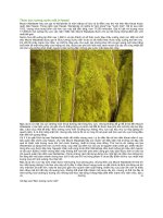 Thăm bức tường nước mắt ở hawaii 