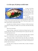 Tài liệu Cá trắm ngon, bổ phòng trị nhiều bệnh ppt