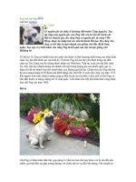 Tài liệu Pug loài chó đẹp ppt