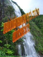 tìm hiểu về hoa sen