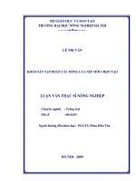 Khảo sát tập đoàn các dòng lúa nếp mới chọn tạo 