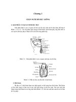 Tài liệu Chăn nuôi bò sinh sản - Chương 1 pdf