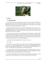 37 trái cây nhiệt đới cây dứa 