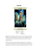 Tài liệu Lớp San hô pdf