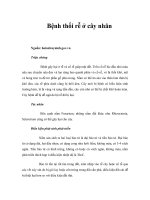 Tài liệu Bệnh thối rễ ở cây nhãn ppt