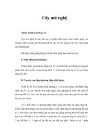 Tài liệu Cây mít nghệ pptx