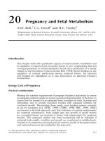 Tài liệu Quantitative aspects of ruminant digestion and metabolism - Phần 15 pptx