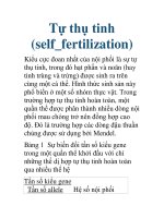 Tài liệu Tự thụ tinh (self_fertilization) Kiểu cực đoan nhất của nội phối là sự tự pdf