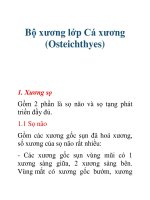 Tài liệu Bộ xương lớp Cá xương (Osteichthyes) docx