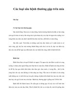 Tài liệu Các loại sâu bệnh thường gặp trên mía pdf