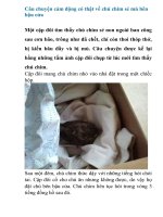 Câu chuyện cảm động có thật về chú chim sẻ mù bên bậu cửa 