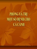 Phòng và trị một số bệnh cho cá cảnh 