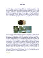 DI SẢN VĂN HÓA : VỊNH HẠ LONG