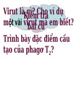 Su nhan len cua Virut trong TB chu