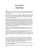 CHUYỆN PHÍM VỀ CON TRÂU.