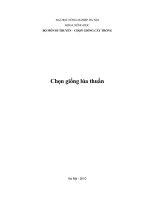 Chọn giống lúa thuần 