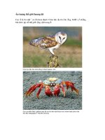 Thế giới hoang dã