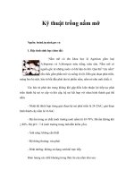 Kỹ thuật trồng nấm mỡ 