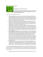 Phân biệt một số loại chè 