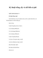 Kỹ thuật trồng, sấy và chế biến cà phê 